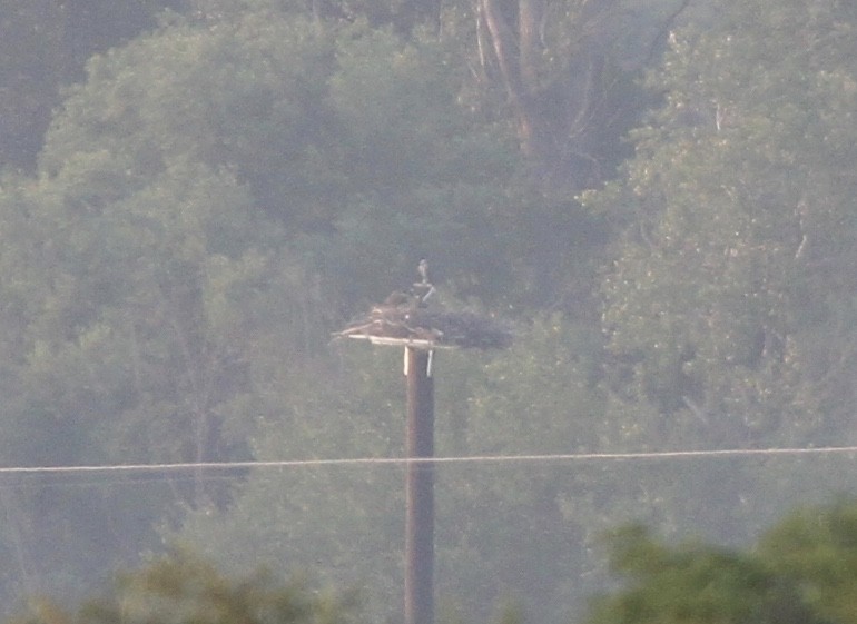 Osprey (carolinensis) - ML358869051