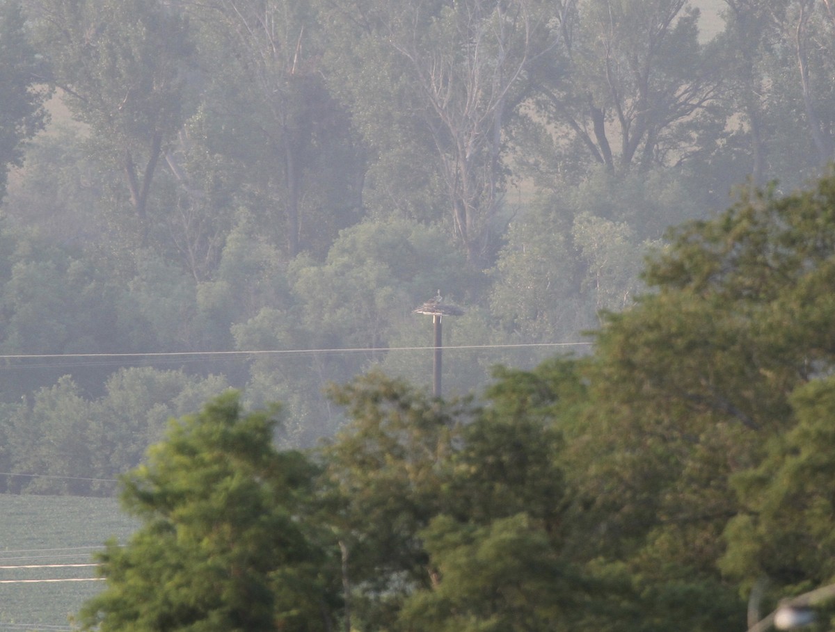 Osprey (carolinensis) - ML358869071