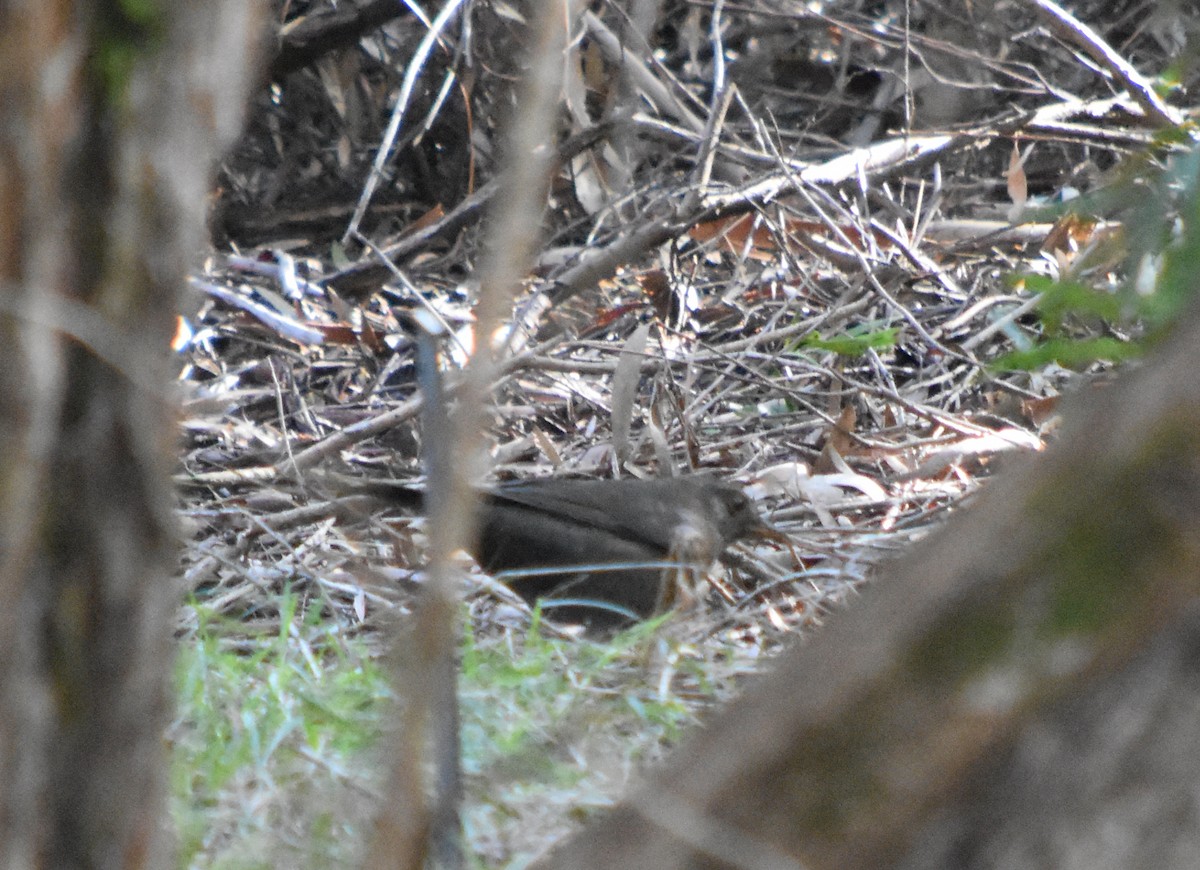 Eurasian Blackbird - ML358870651