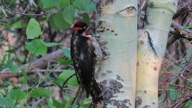 Red-naped Sapsucker - ML358871991