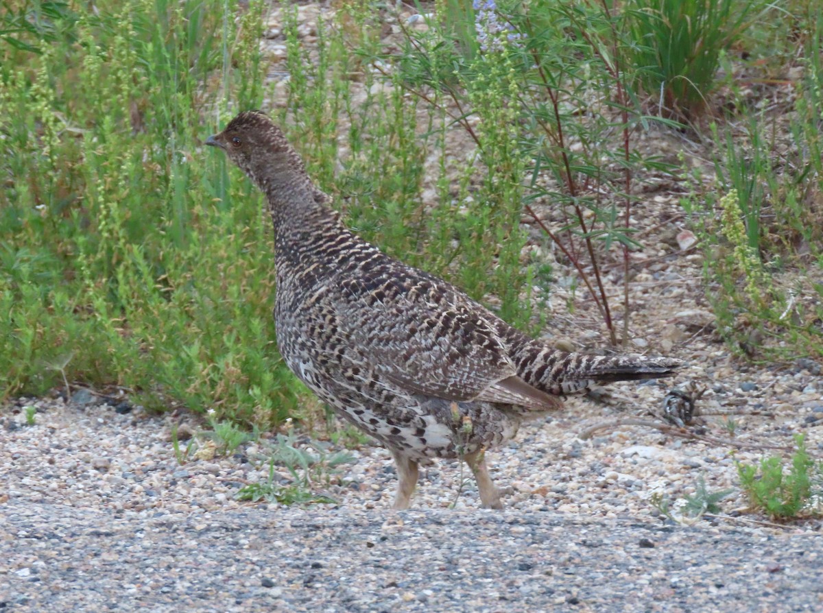 Dusky Grouse - ML358873021