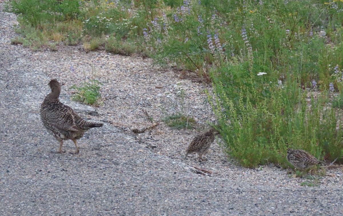 Dusky Grouse - ML358873061