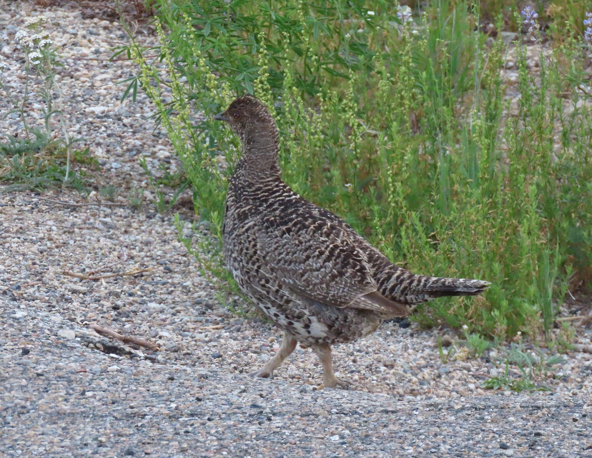 Dusky Grouse - ML358873091