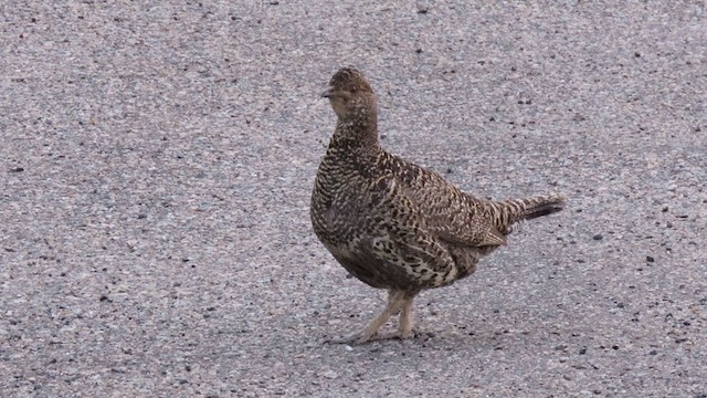 Dusky Grouse - ML358873751