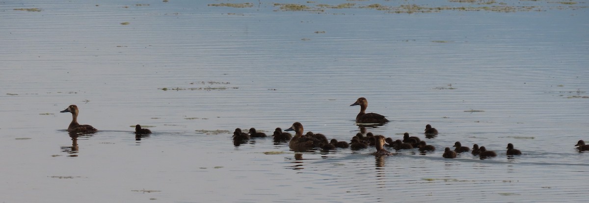 Lesser Scaup - ML358873991