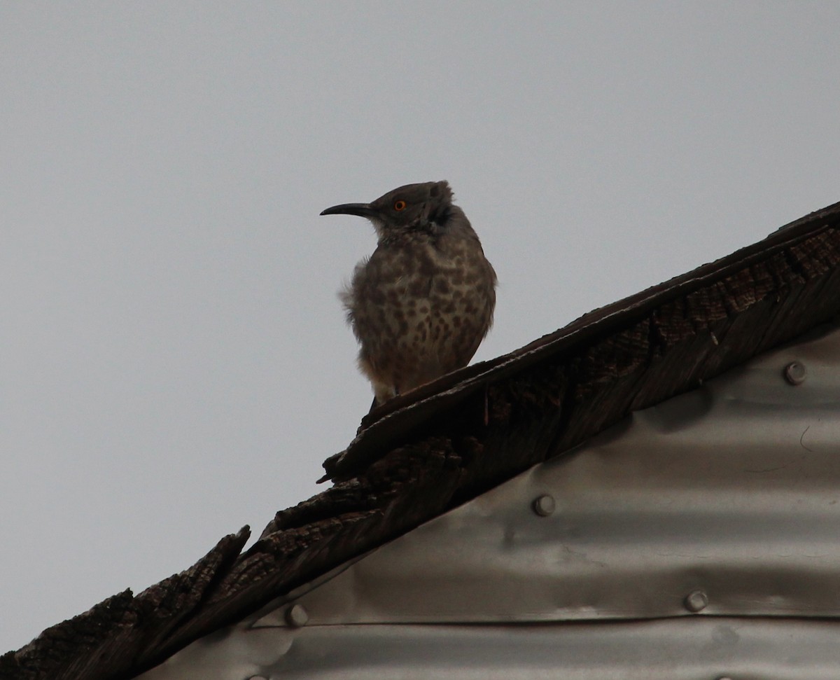 Curve-billed Thrasher - ML35887471