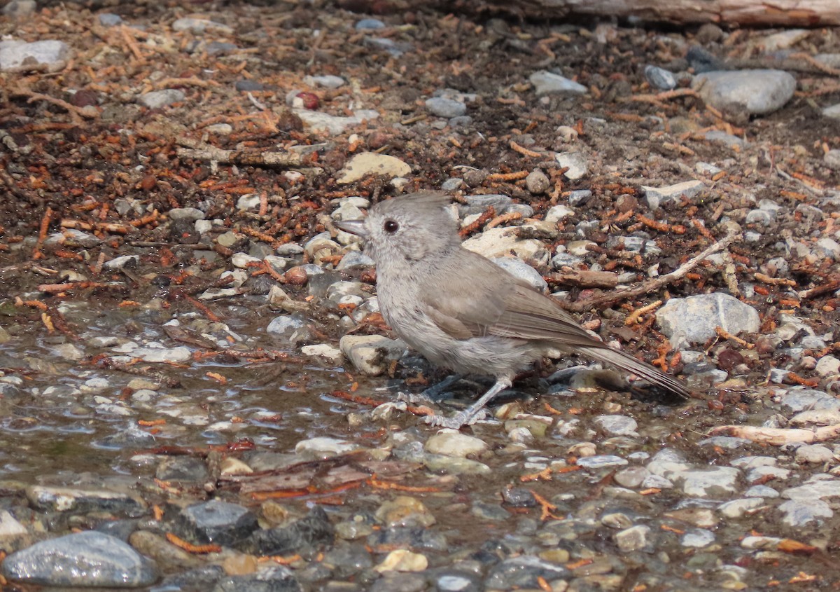 Juniper Titmouse - ML358874761