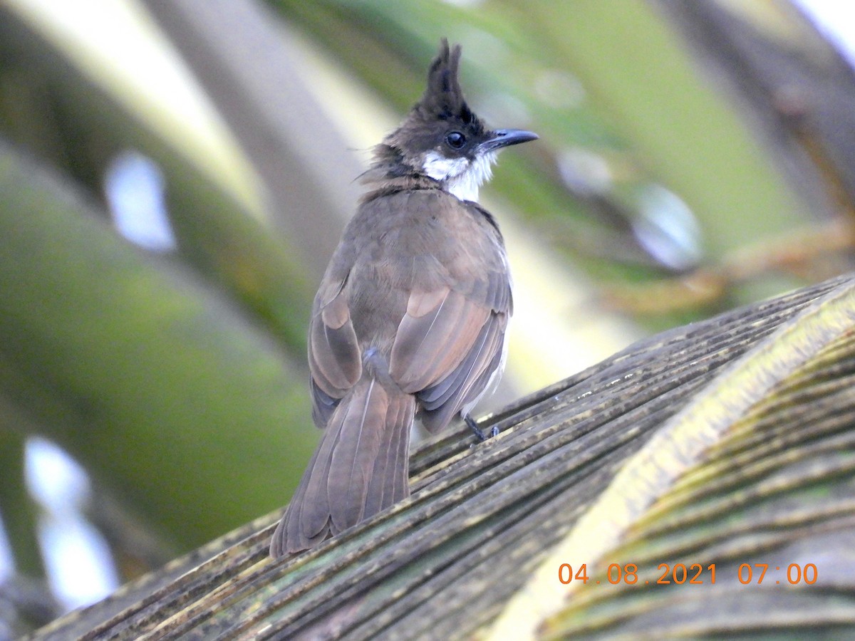 Red-whiskered Bulbul - ML358876001