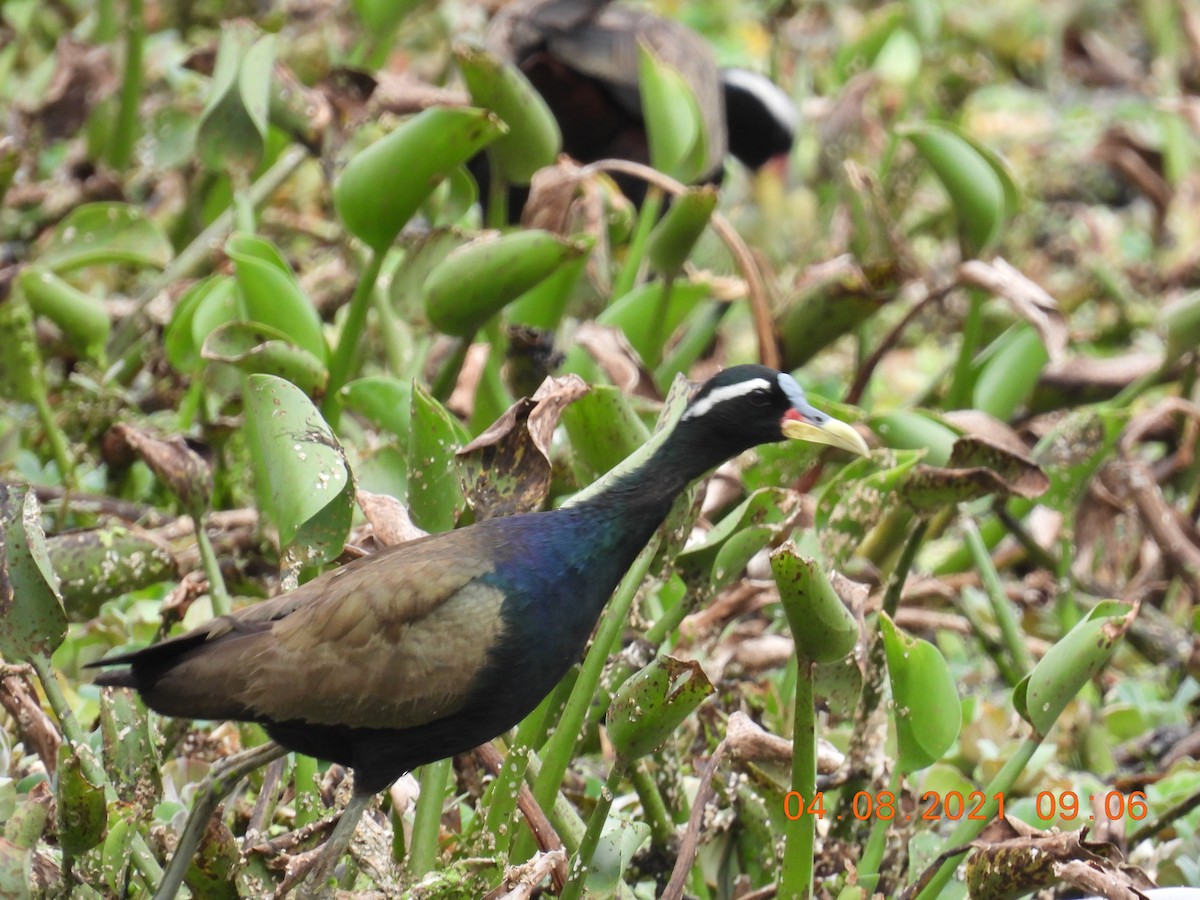 Bronze-winged Jacana - ML358876451