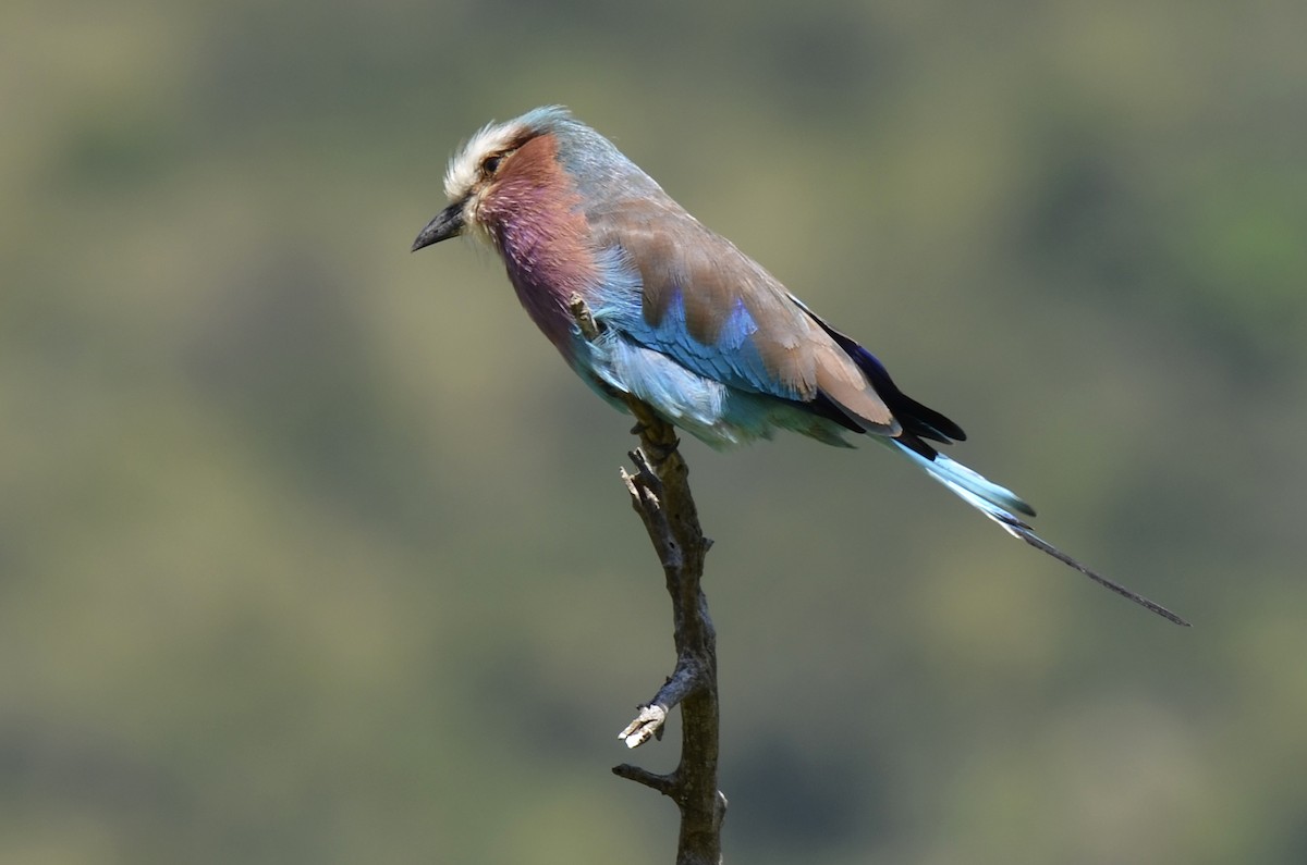 Lilac-breasted Roller - ML358877171