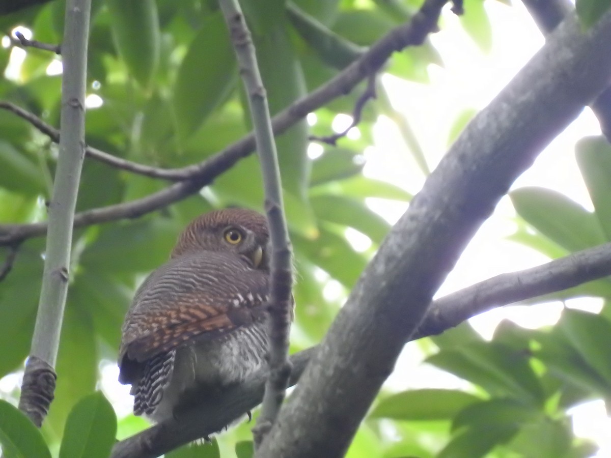 Jungle Owlet - ML358877801