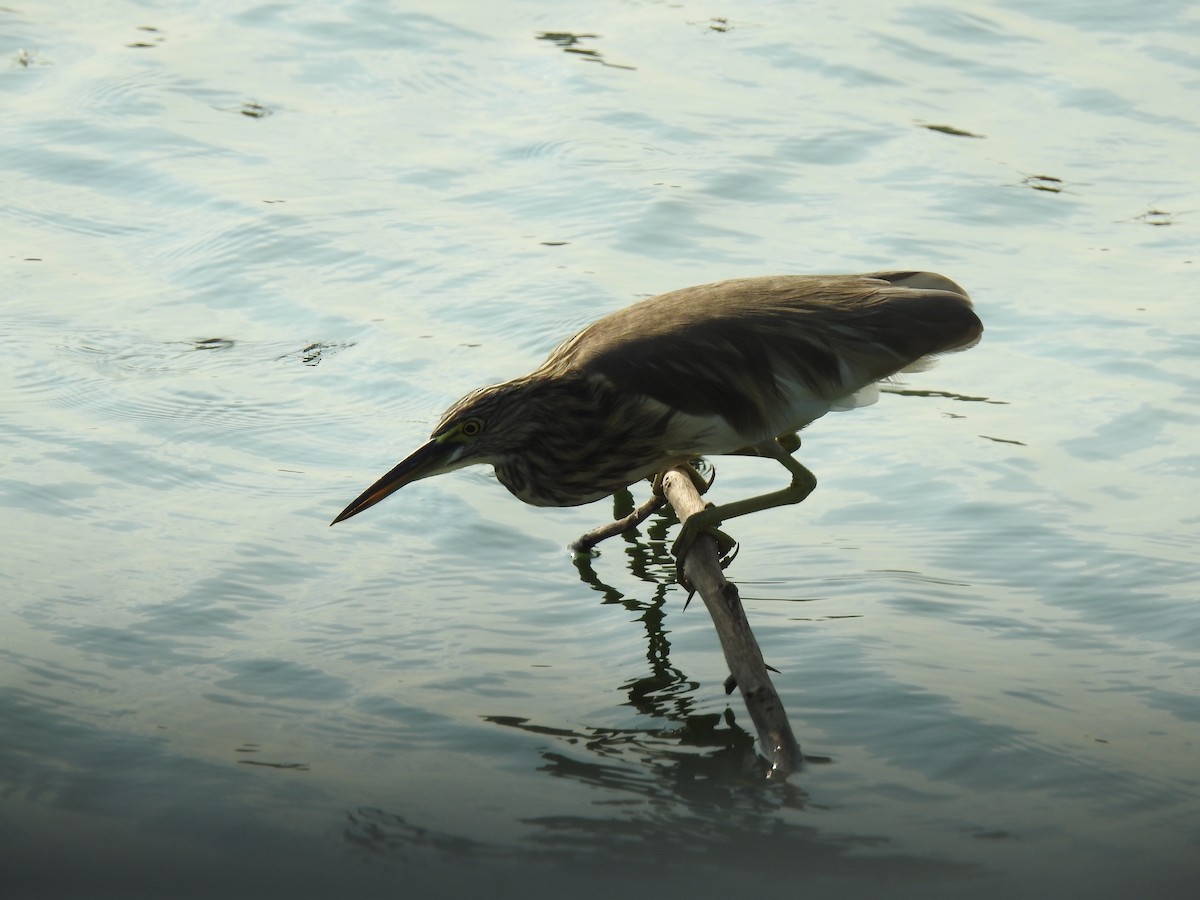 Indian Pond-Heron - ML358878091
