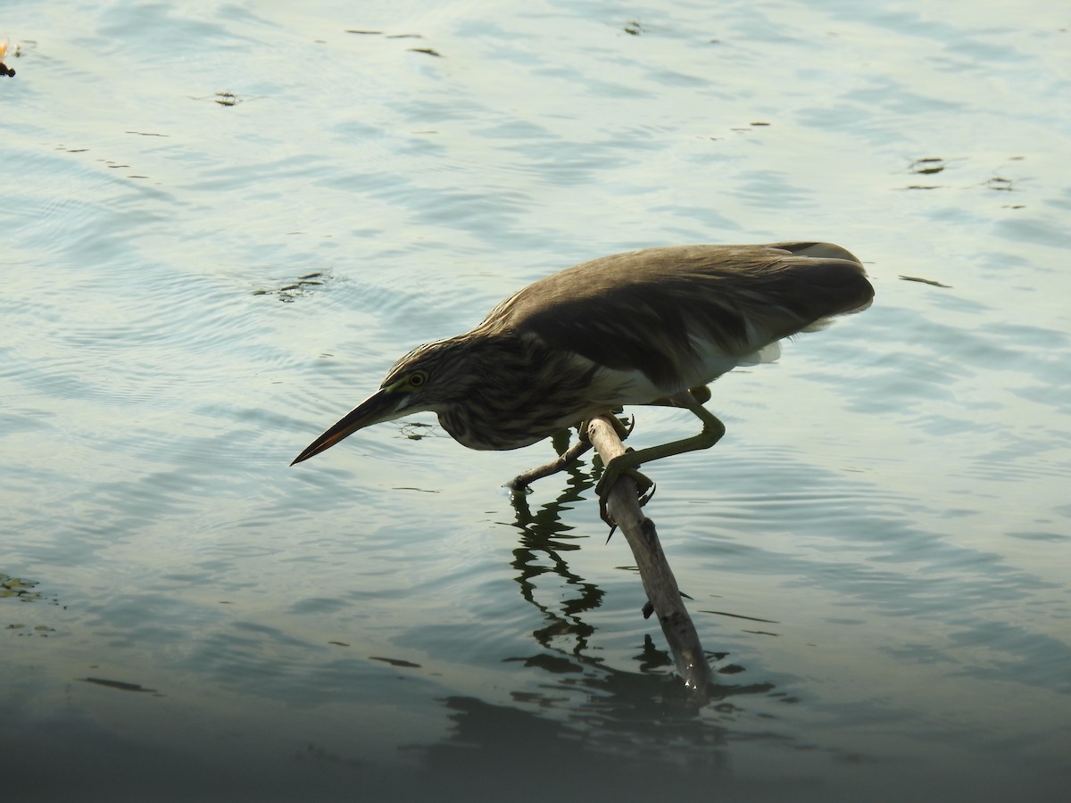 Indian Pond-Heron - KARTHIKEYAN R