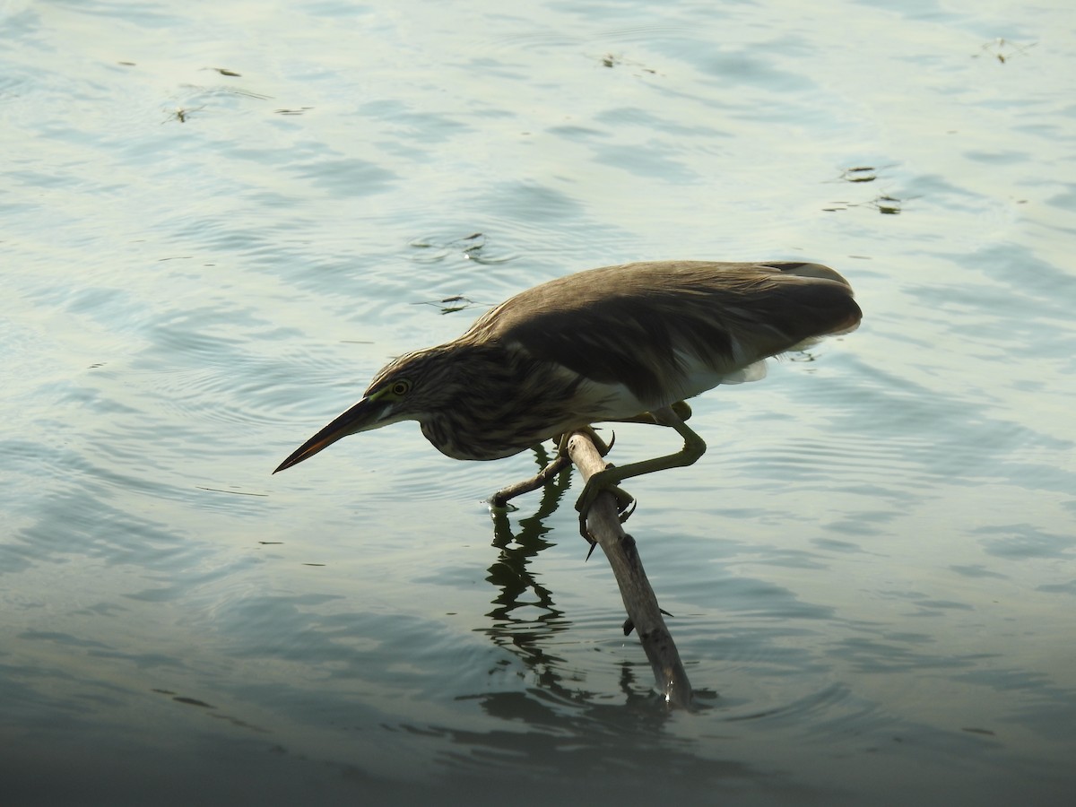 Indian Pond-Heron - ML358878131