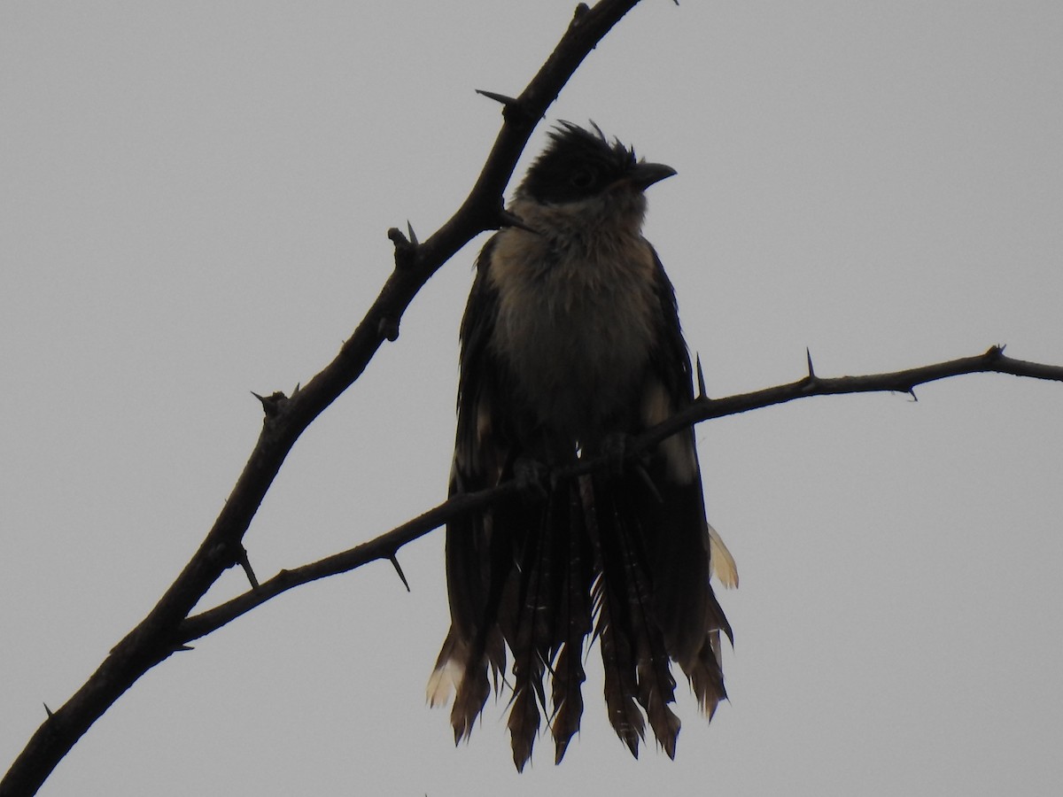 Pied Cuckoo - ML358879911