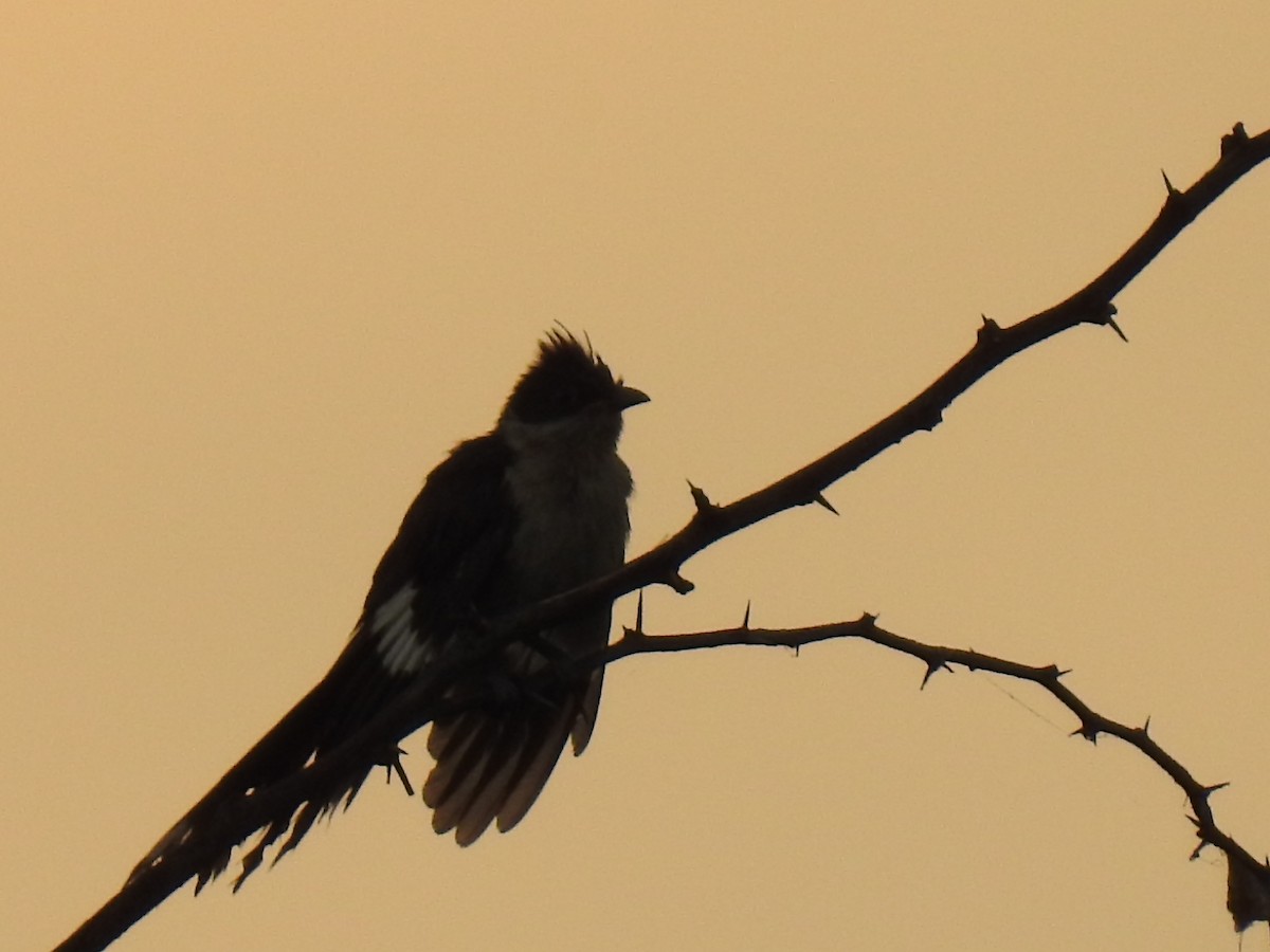 Pied Cuckoo - ML358879931