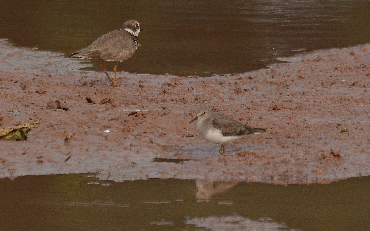 Temminck's Stint - ML358880331