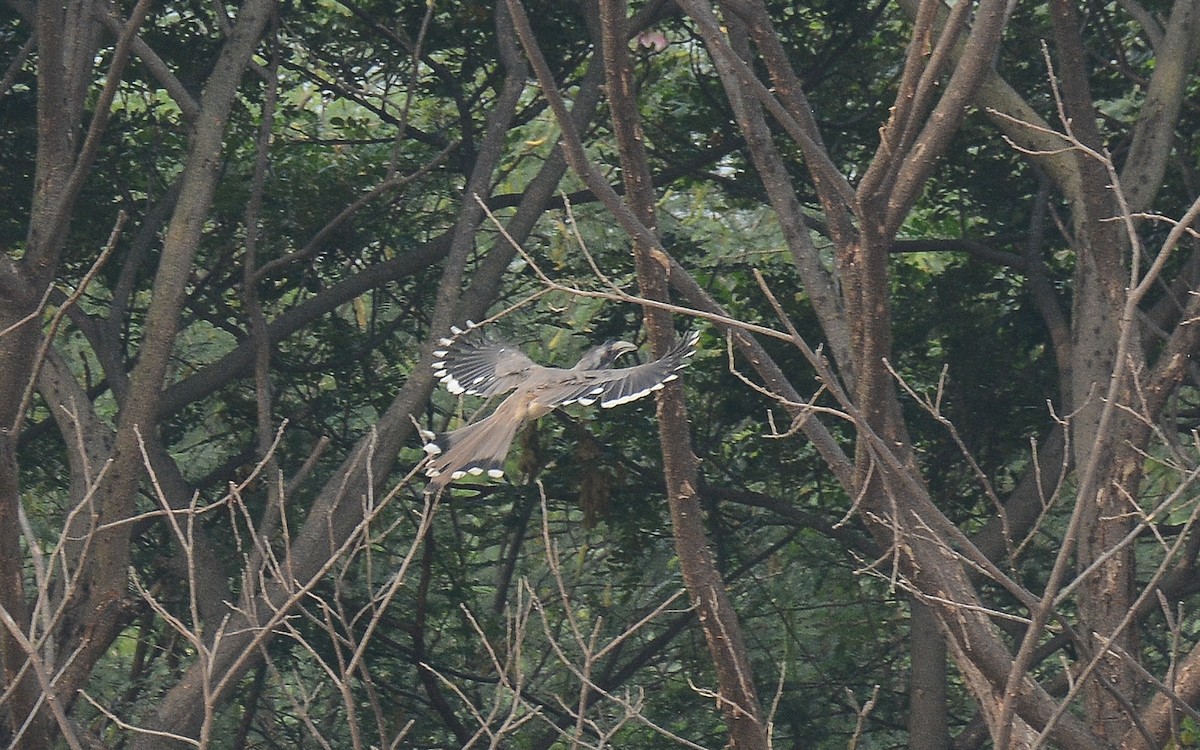 Indian Gray Hornbill - ML358880591