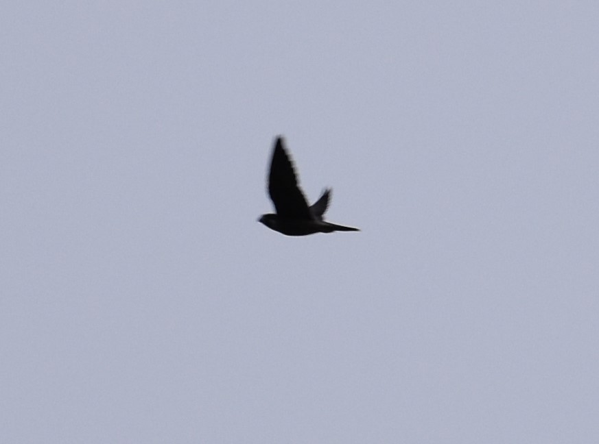 Wanderfalke - ML358882091