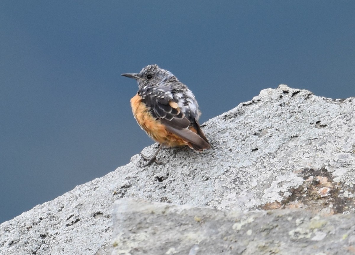 Rufous-tailed Rock-Thrush - ML358882371