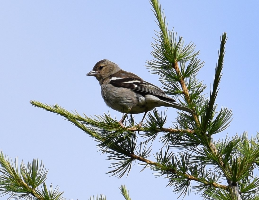 Common Chaffinch - ML358882411