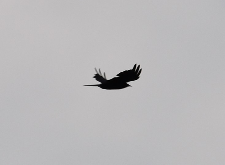 Yellow-billed Chough - ML358882541