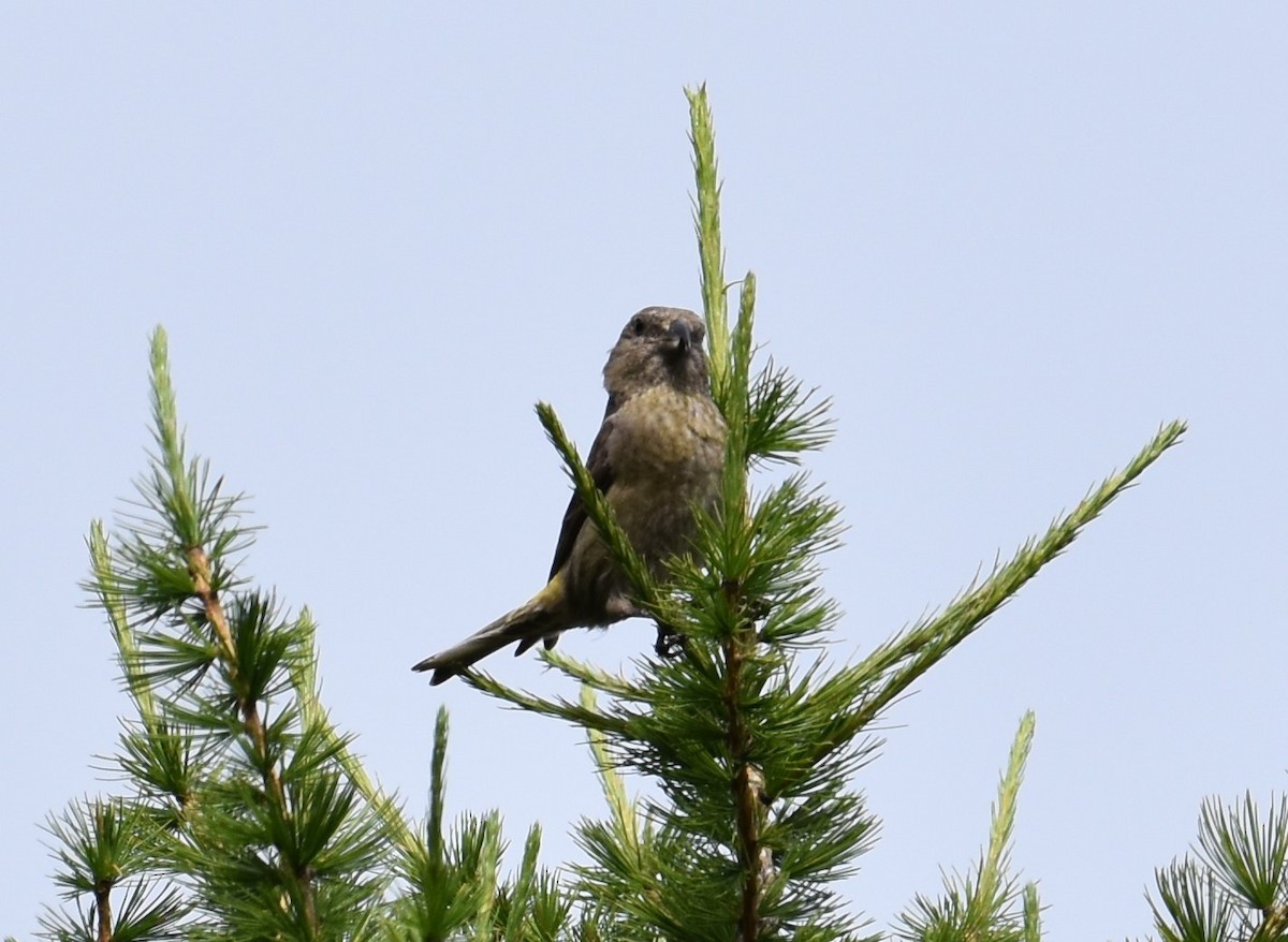 Bec-croisé des sapins - ML358882571