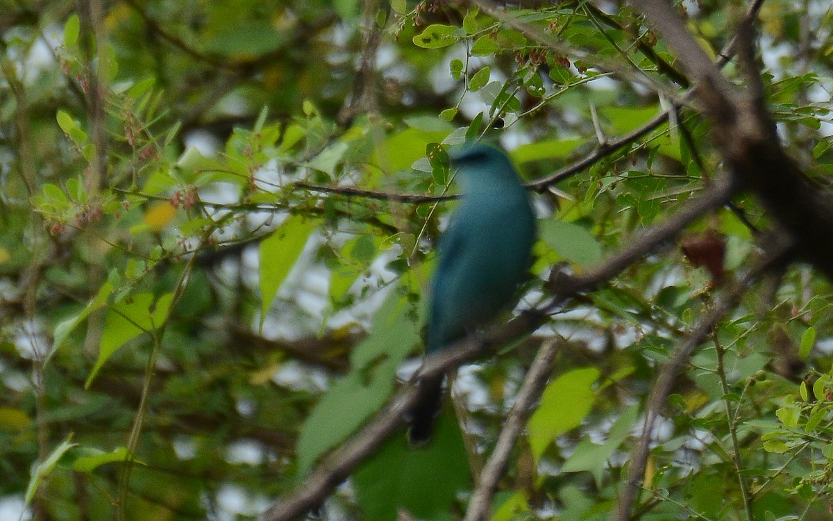 Verditer Flycatcher - Gaja mohanraj