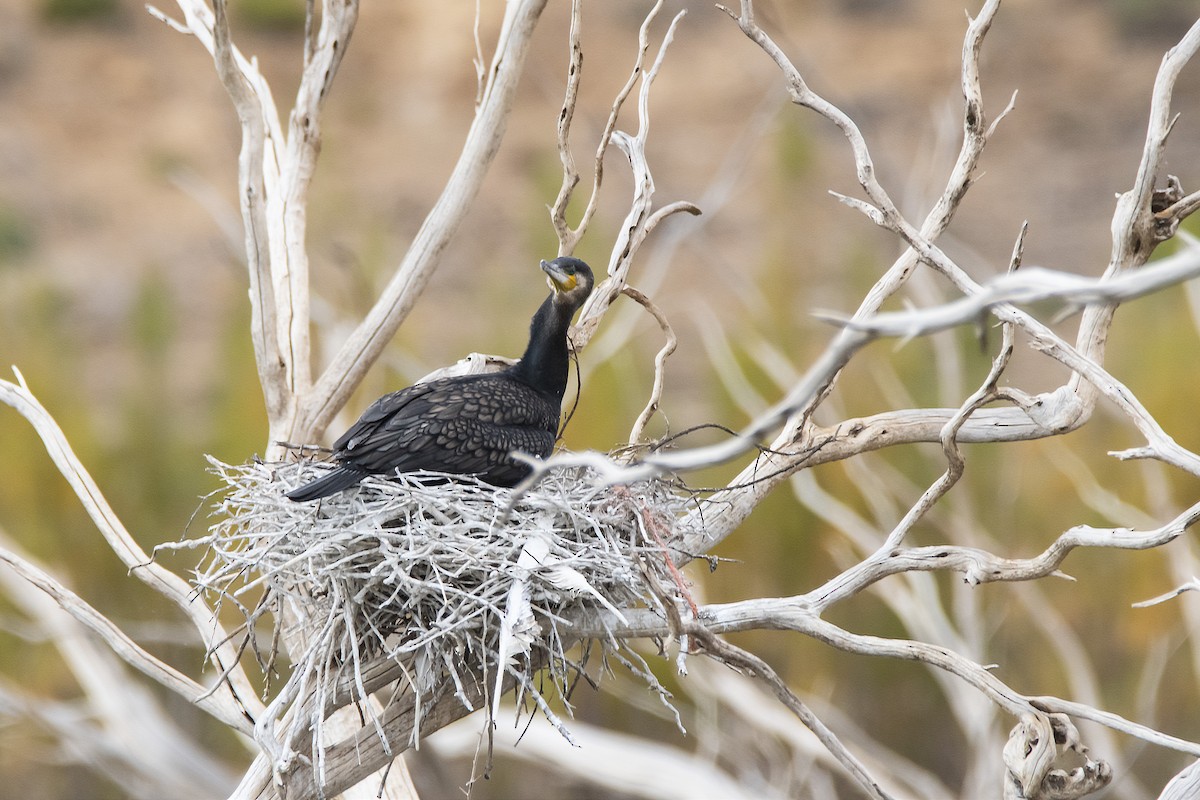 Cormorán Grande - ML358883751