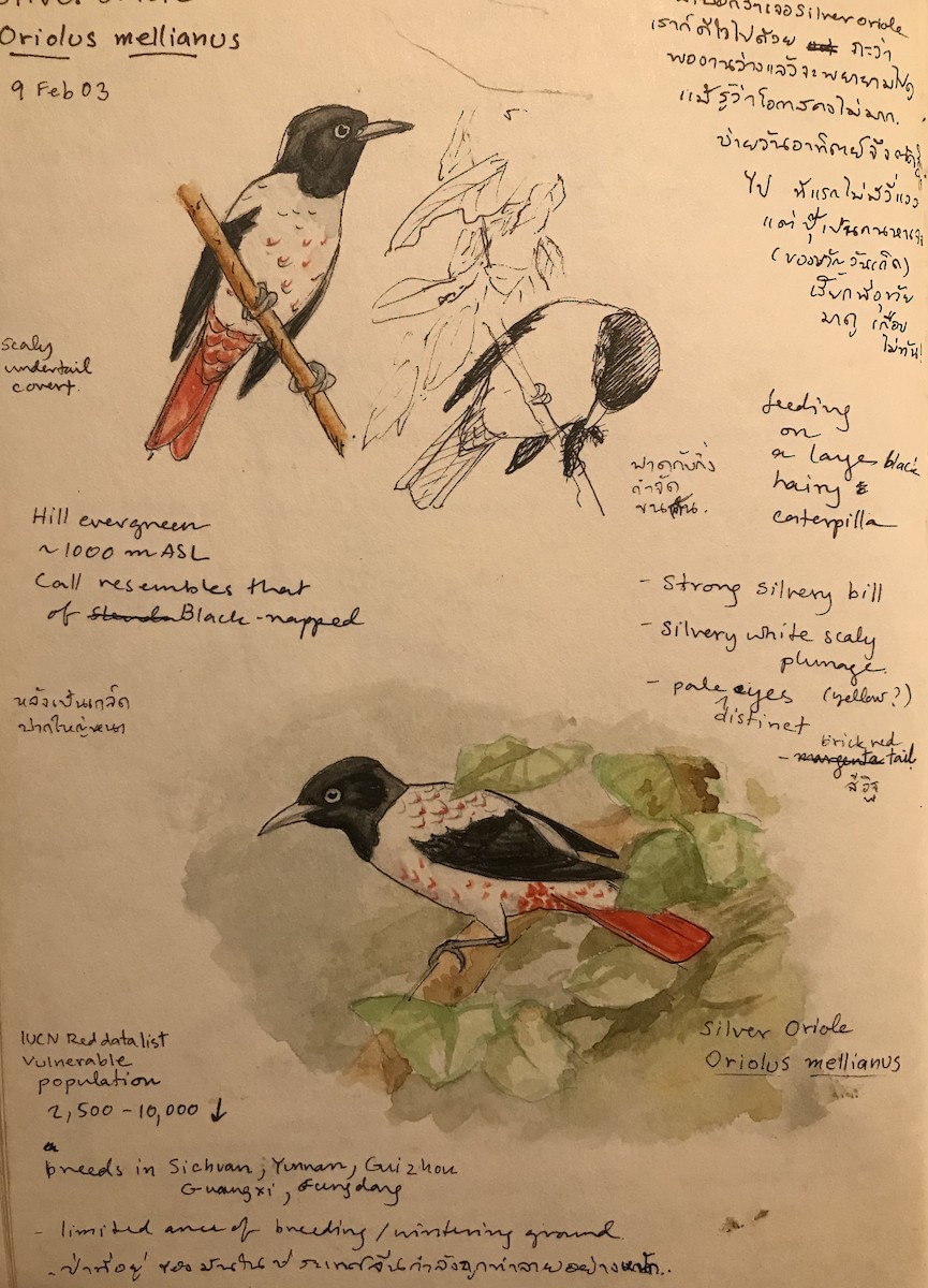 Silver Oriole - Rungsrit Kanjanavanit