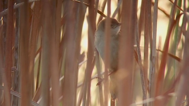 Savi's Warbler - ML358884311