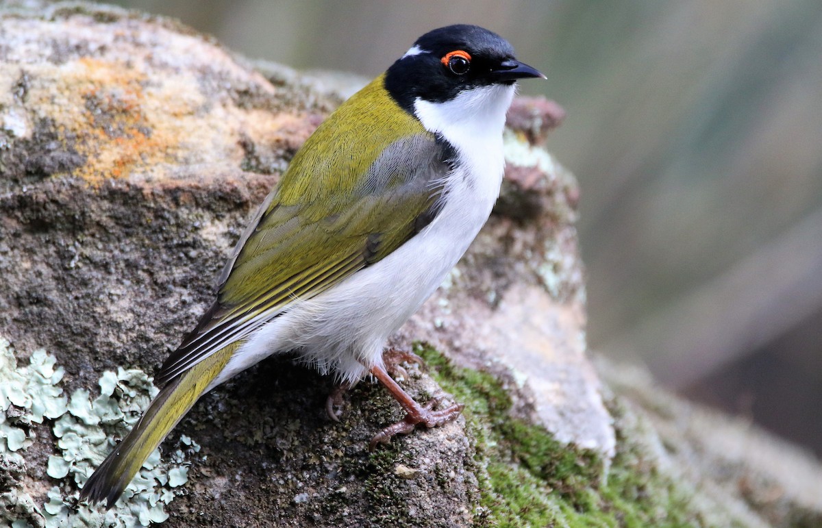 White-naped Honeyeater - Thalia and Darren Broughton