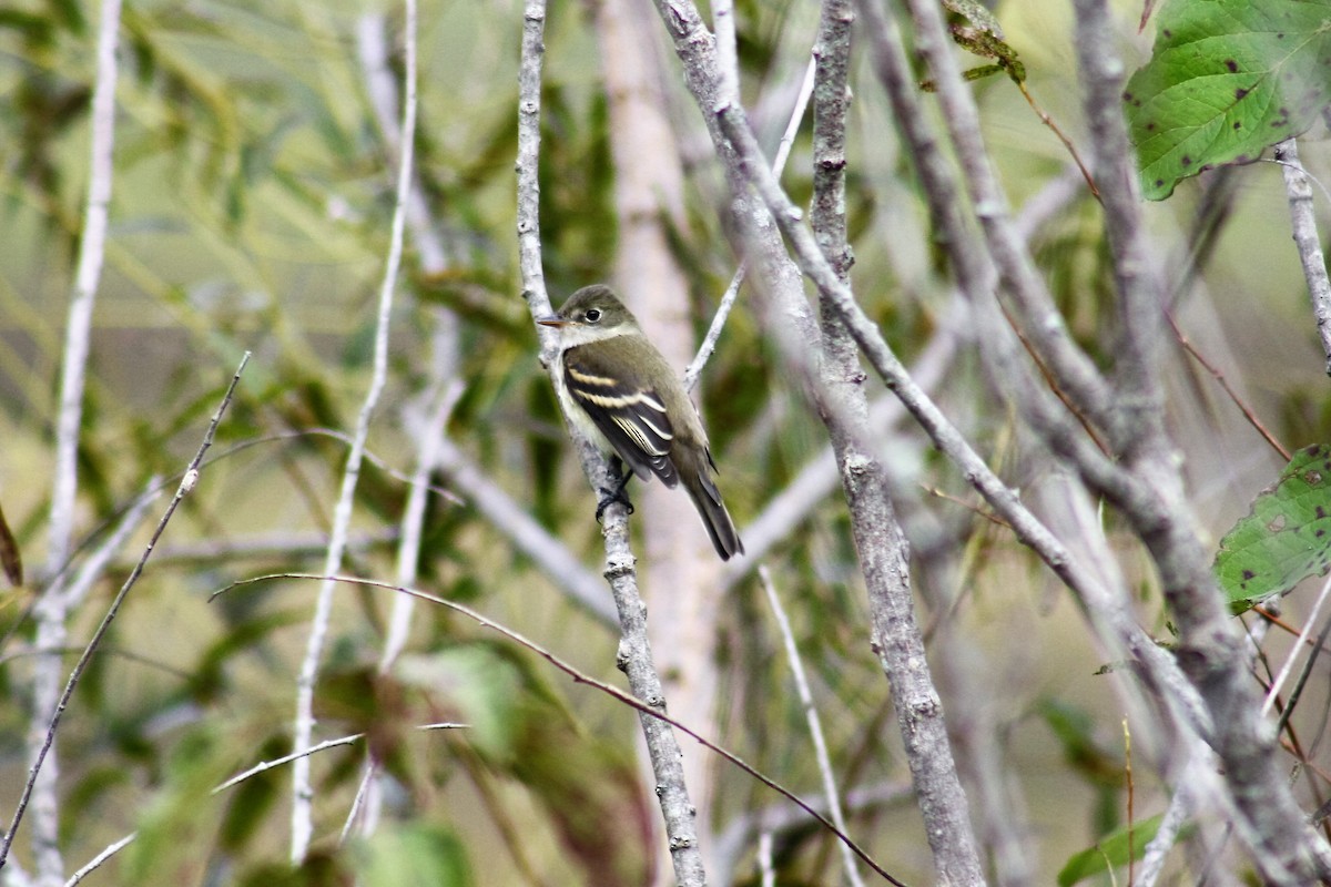 Willow Flycatcher - Stollery & Flood