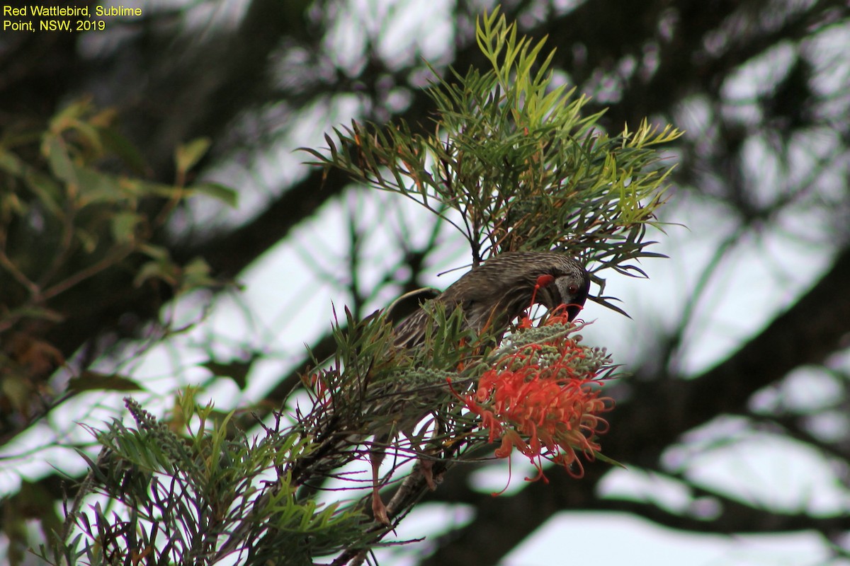 Red Wattlebird - ML358886101