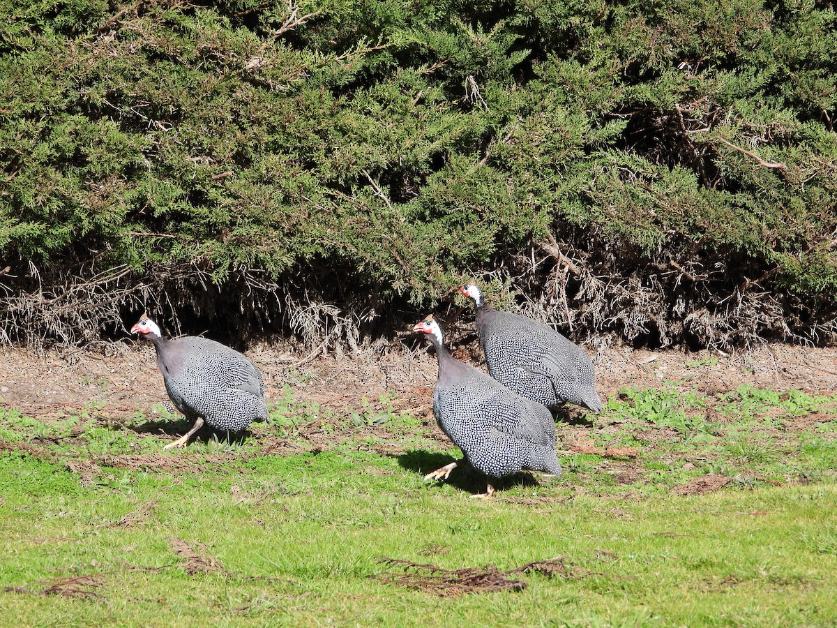 Helmeted Guineafowl - ML358888621