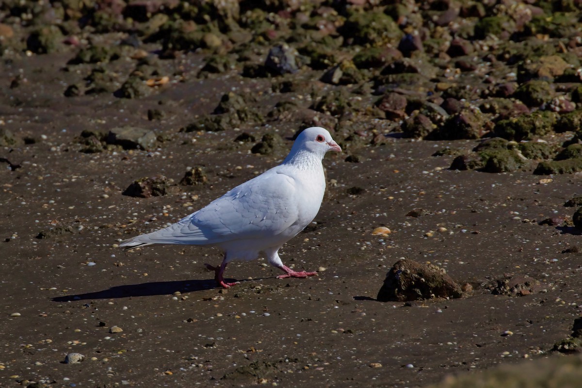 Pigeon biset (forme domestique) - ML358891241