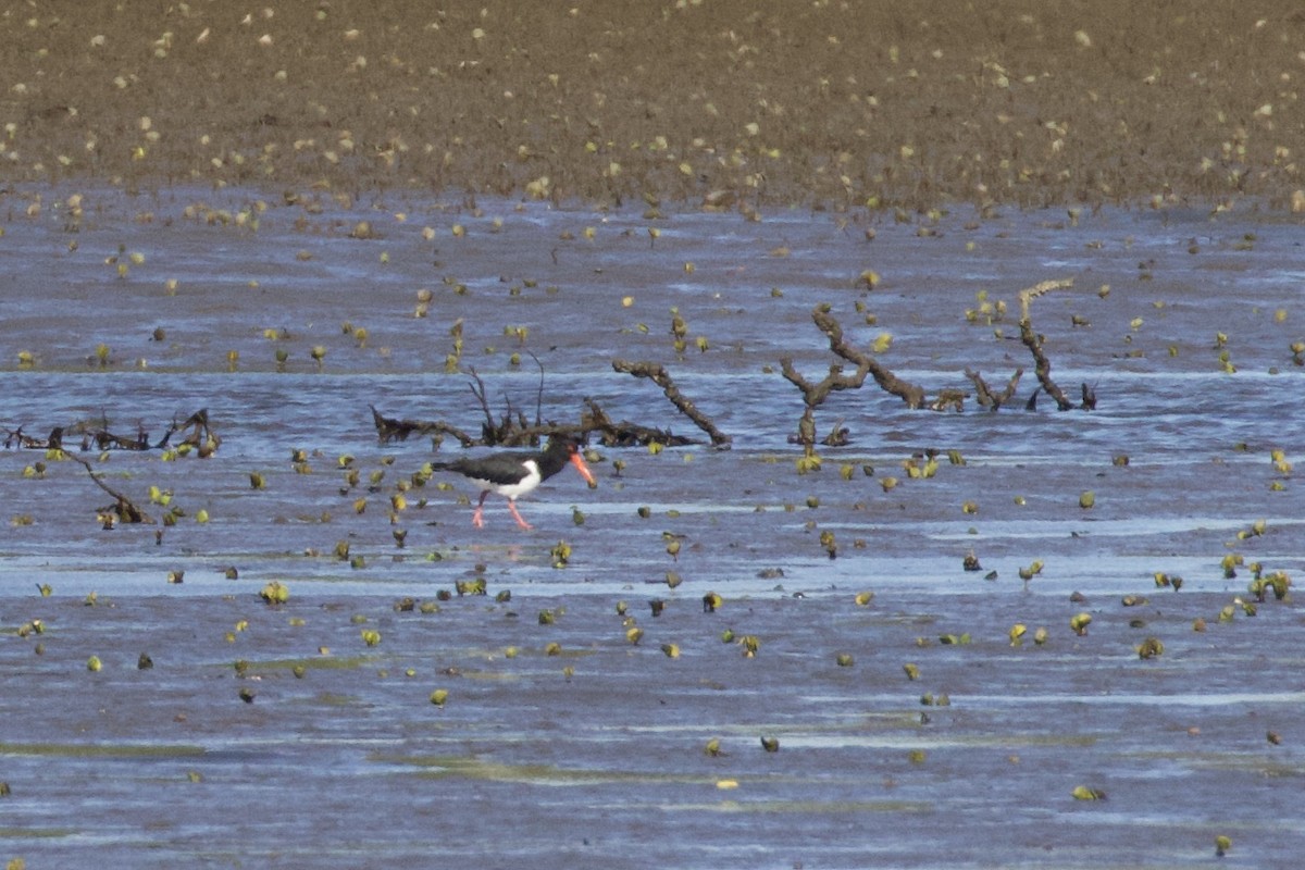 Pied Oystercatcher - ML358891321