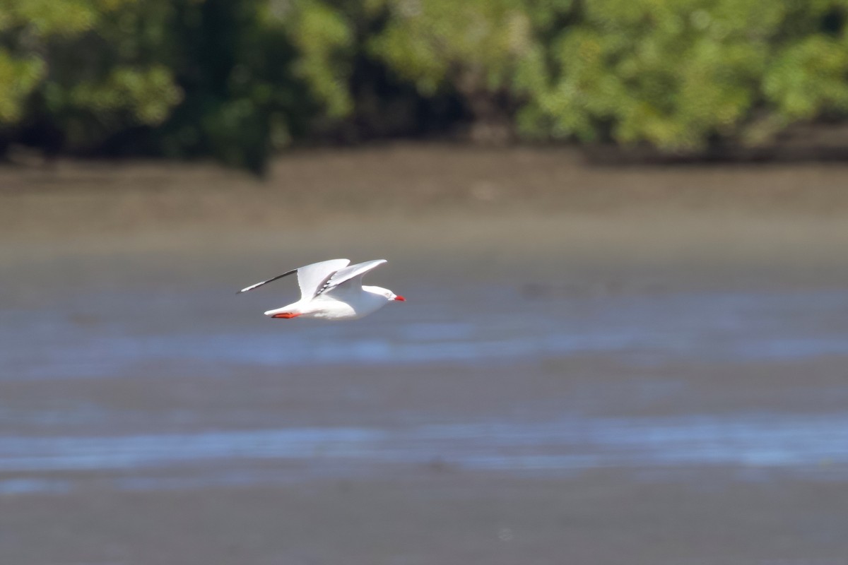 Silver Gull - ML358891341