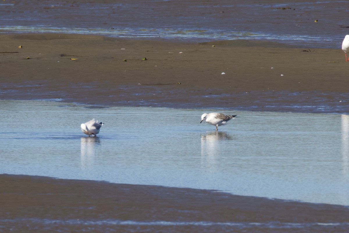 Silver Gull - ML358891351