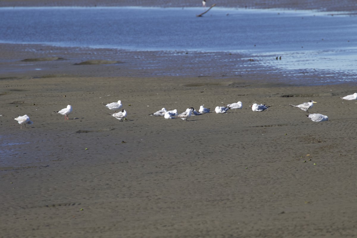 Silver Gull - ML358891391