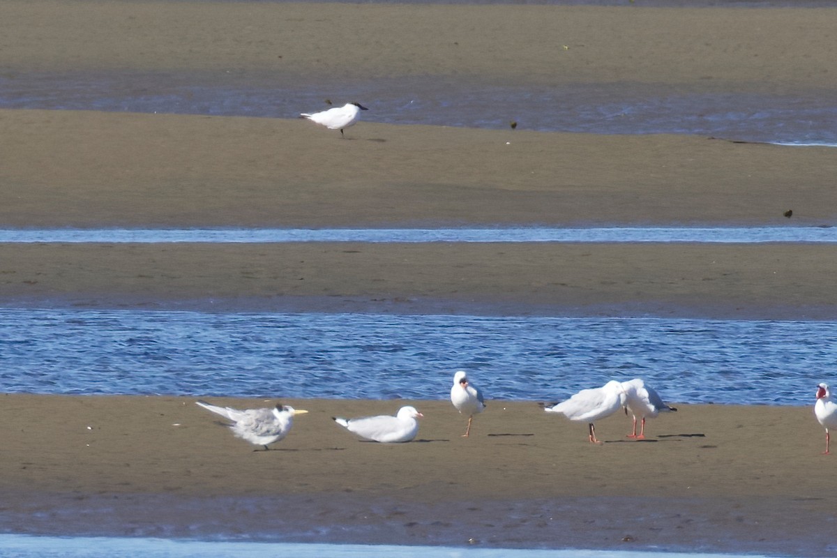 Great Crested Tern - ML358891431