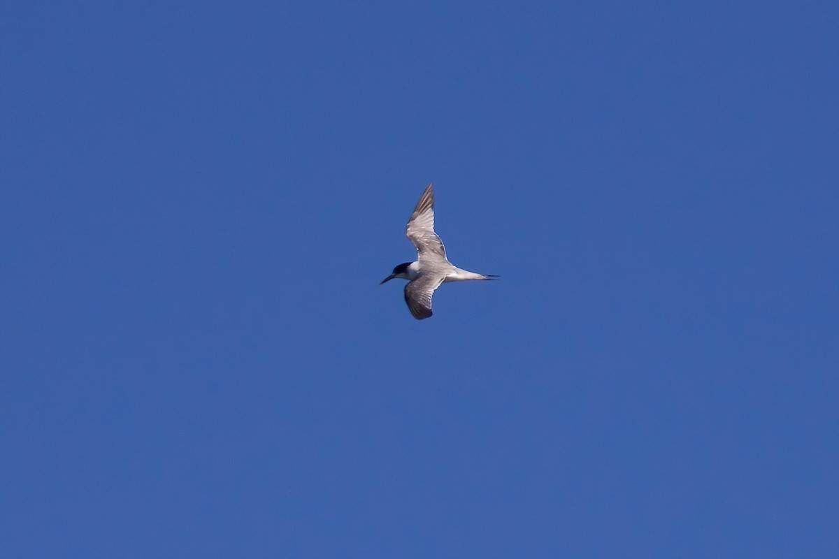 Great Crested Tern - ML358891461