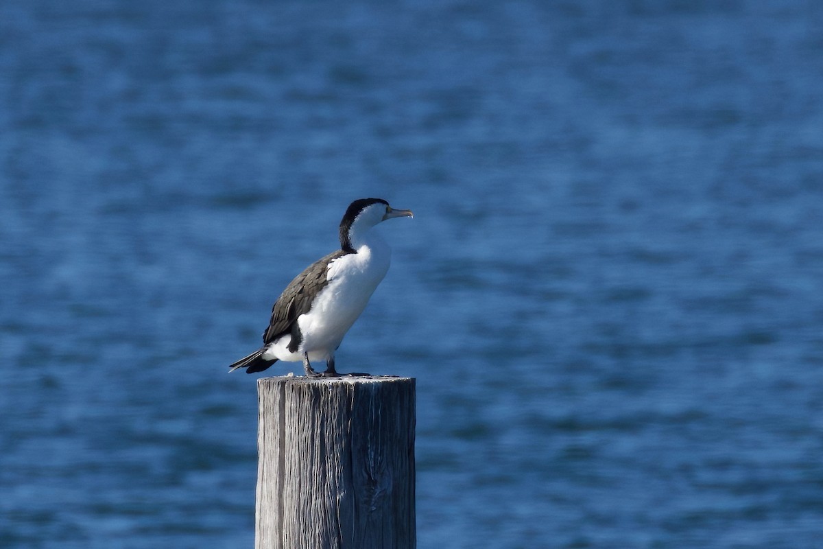 Pied Cormorant - ML358891521