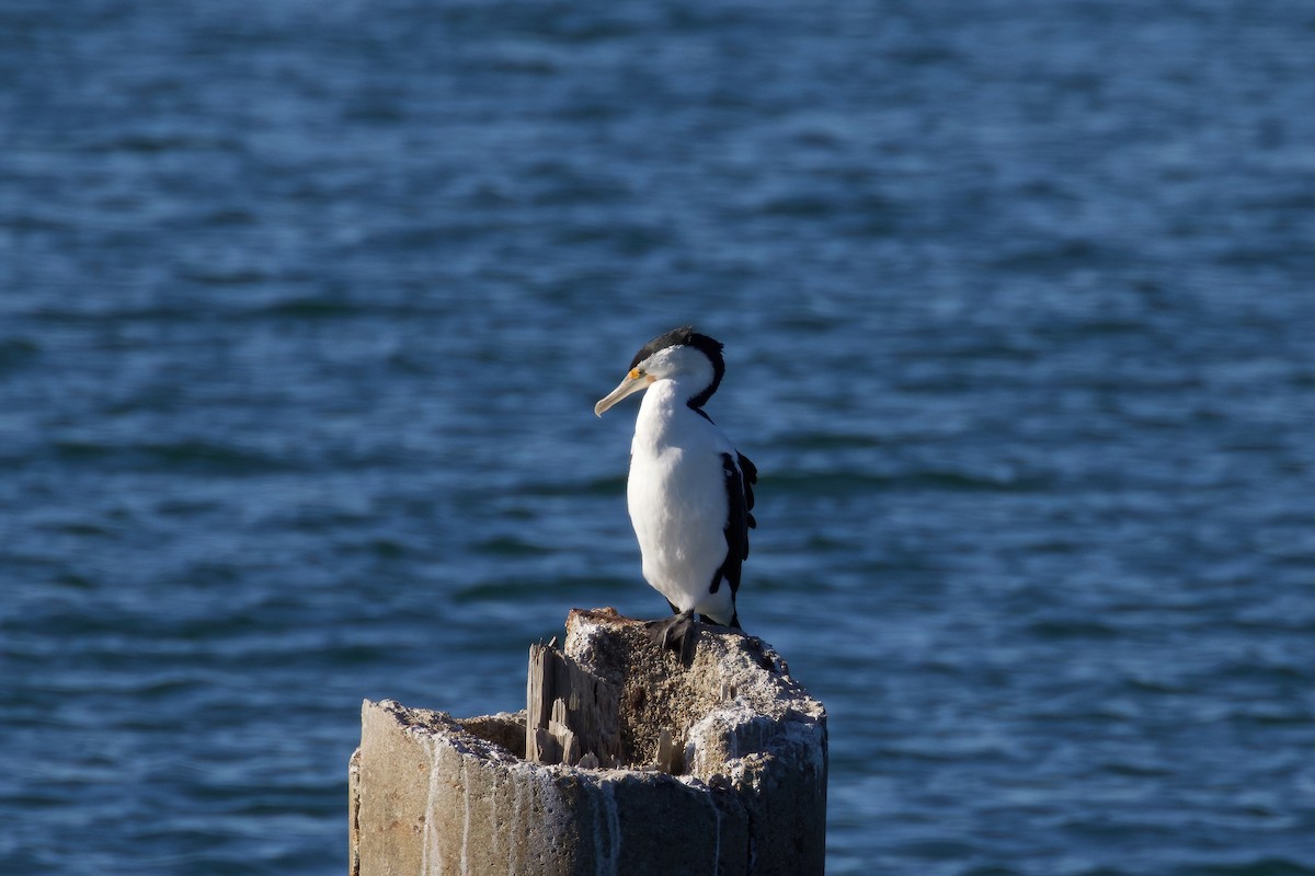 Pied Cormorant - ML358891531