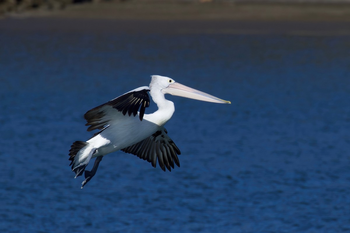 Australian Pelican - ML358891701