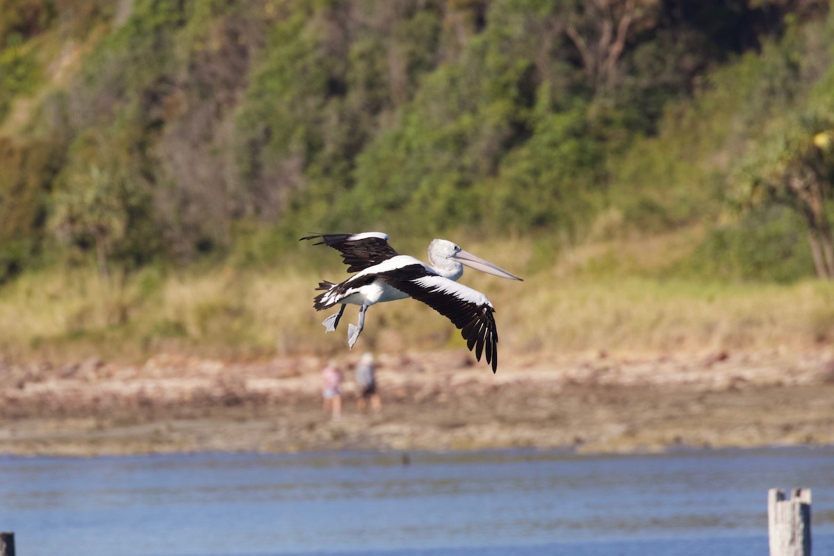 Australian Pelican - Dennis Devers