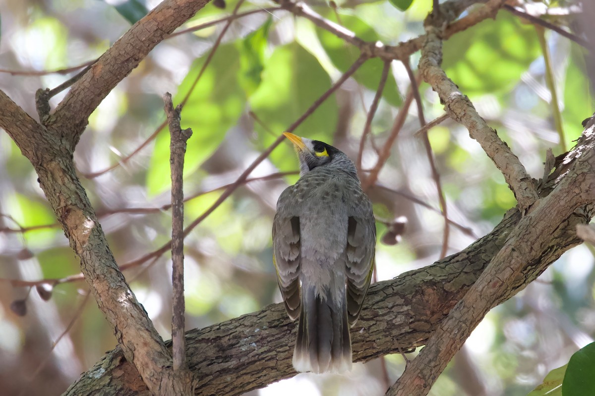 Noisy Miner - ML358891761