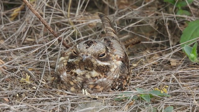 Indian Nightjar - ML358891851