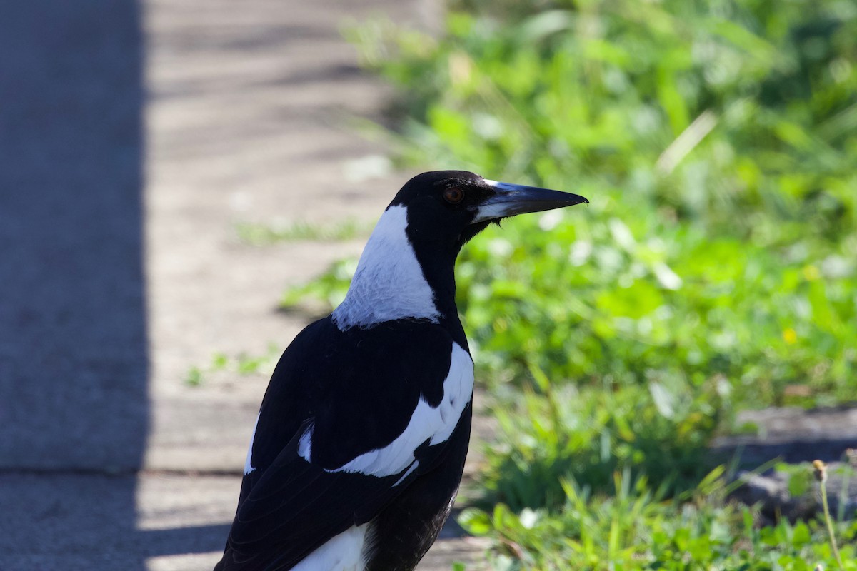 Australian Magpie - ML358891891