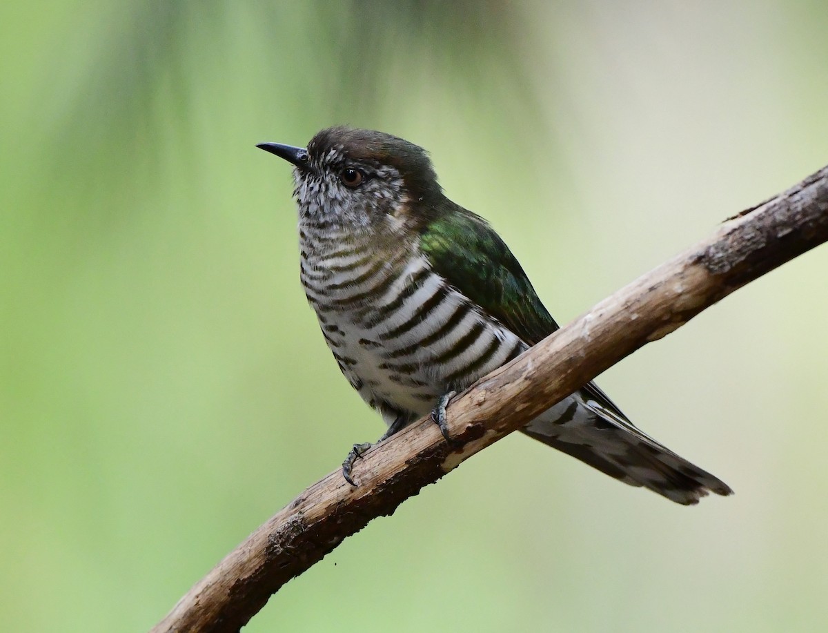 Shining Bronze-Cuckoo - ML358894201